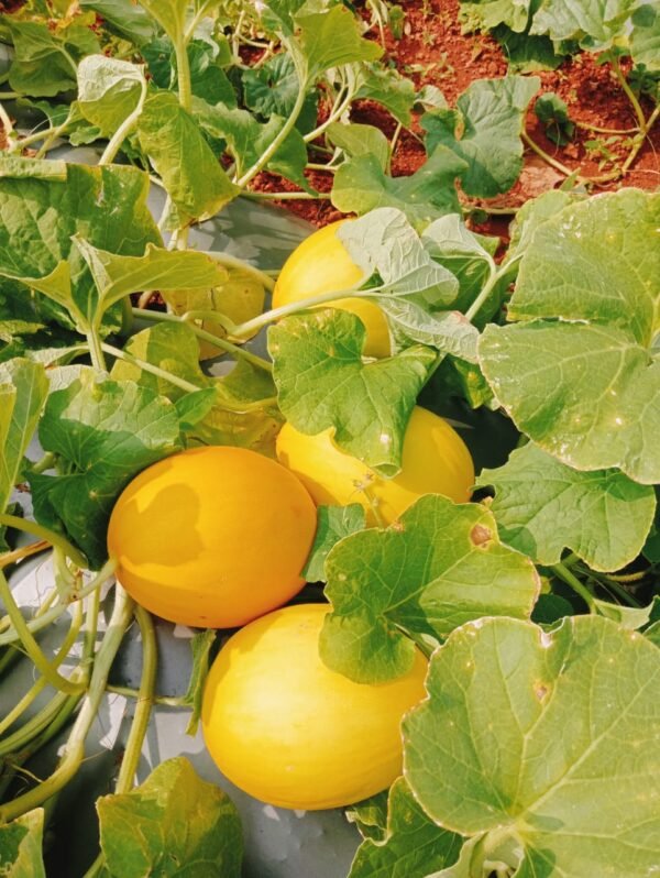 Cucumbers