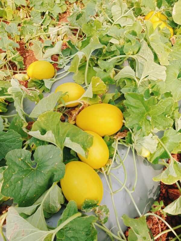 Cucumbers - Image 2