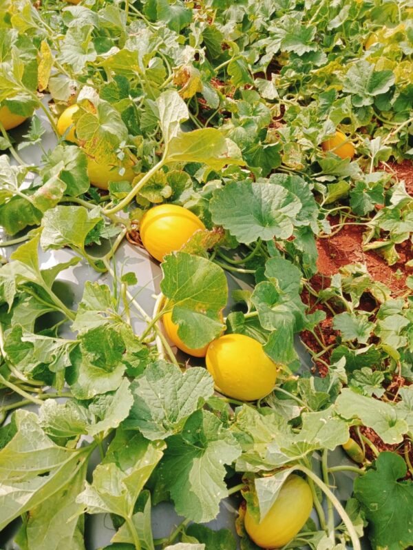 Cucumbers - Image 3